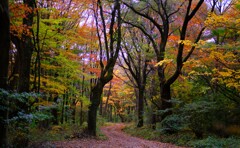 赤城自然園～紅葉８