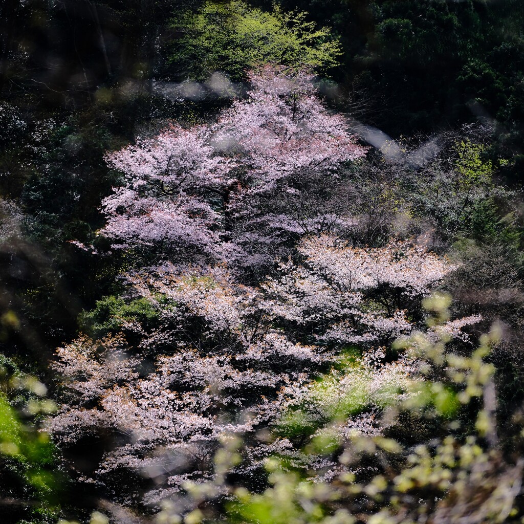 山桜～奥多摩渓谷2