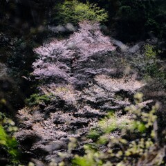 山桜～奥多摩渓谷2