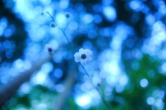 レンゲショウマ～御岳山(咲始め)