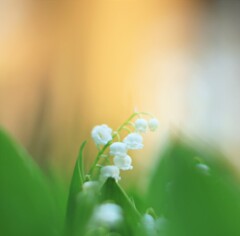 すずらん