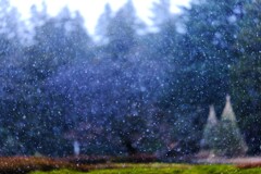 雪梅～神代植物公園１