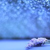 rain lavender