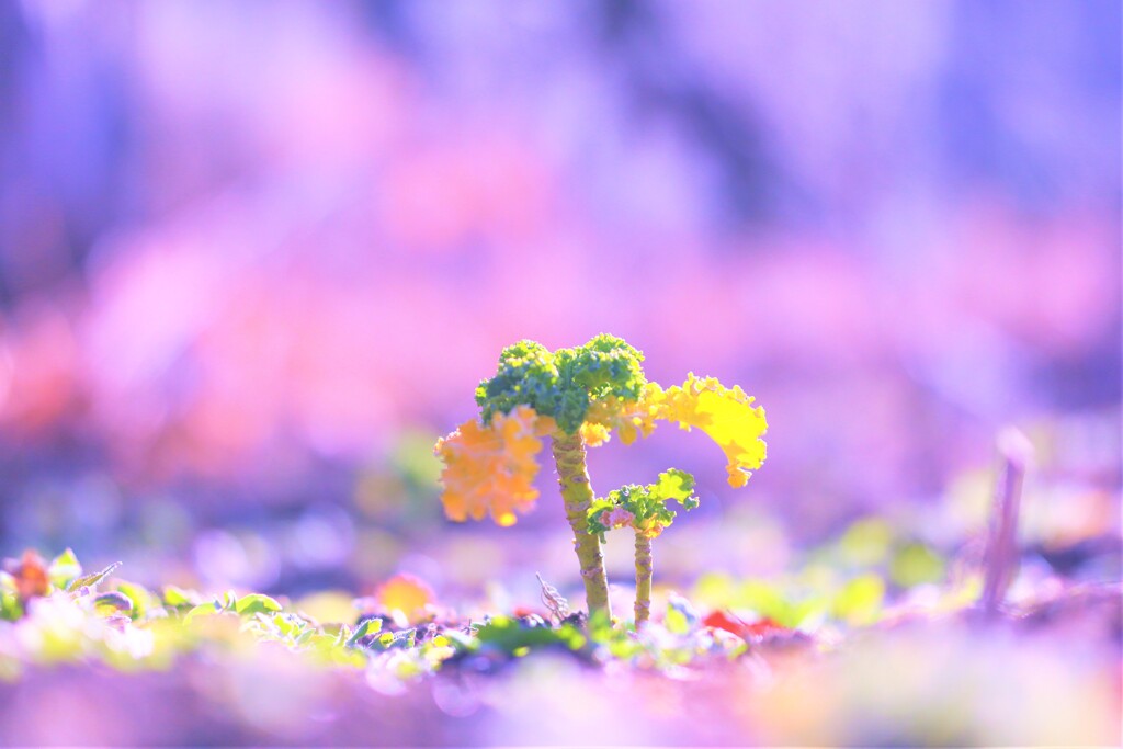 minimini