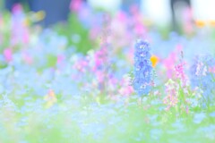 ブーケガーデン～昭和記念公園