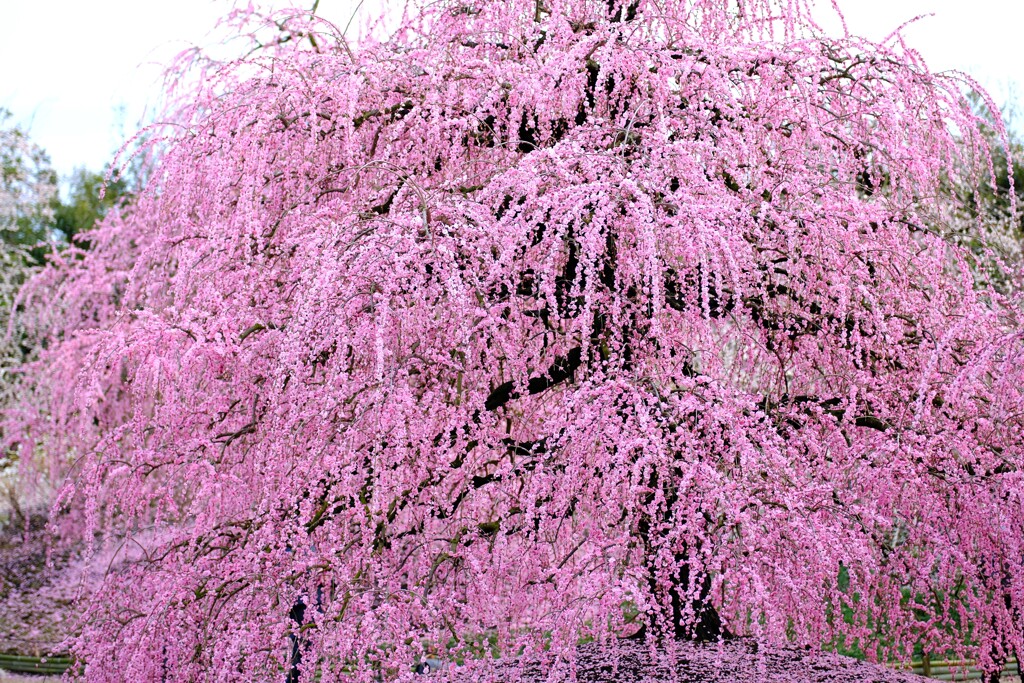 曇梅～鈴鹿の森庭園-5