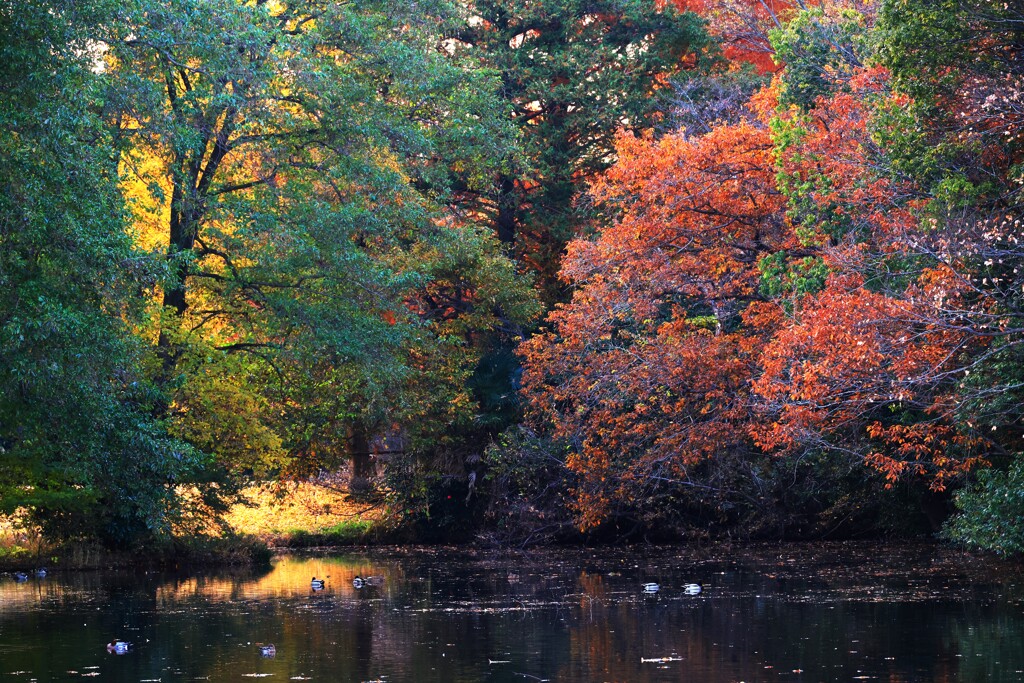 智光山公園～紅葉２