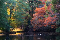 智光山公園～紅葉２