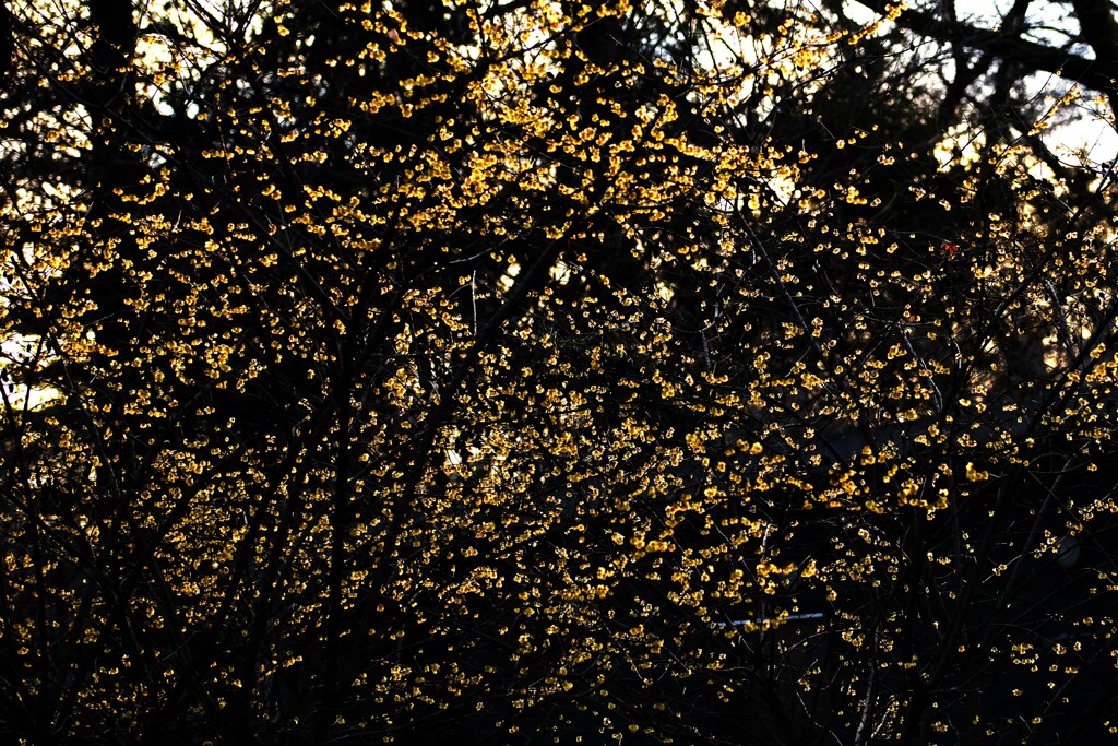 蠟梅～小金井公園1