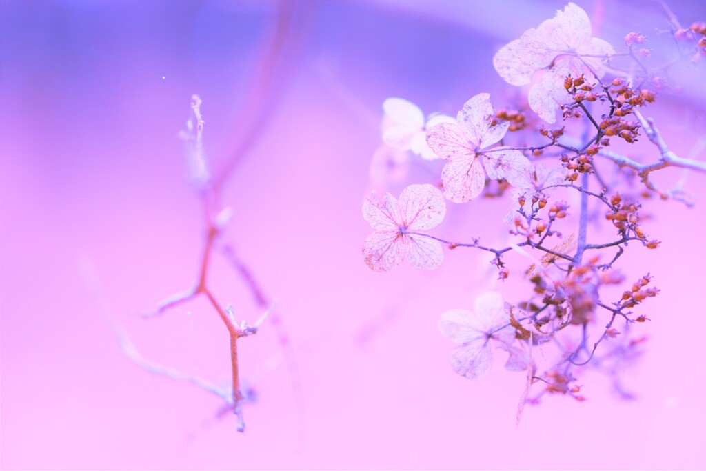 colors purple