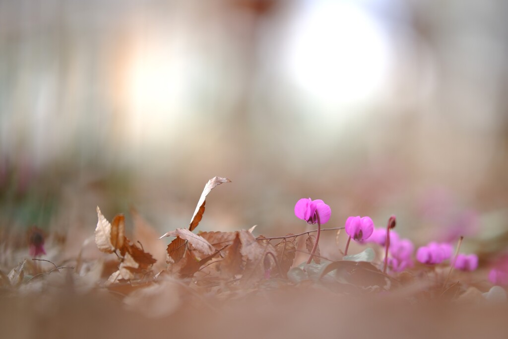 原種シクラメン～みずほエコパーク2