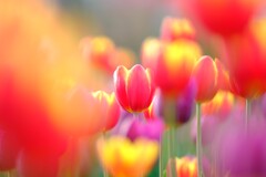 花菜ガーデン～アイスチューリップ6