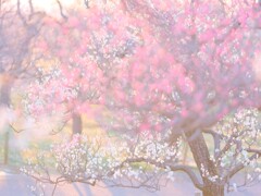 梅～府中郷土の森博物館４