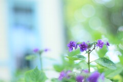 紫陽花～府中郷土の森