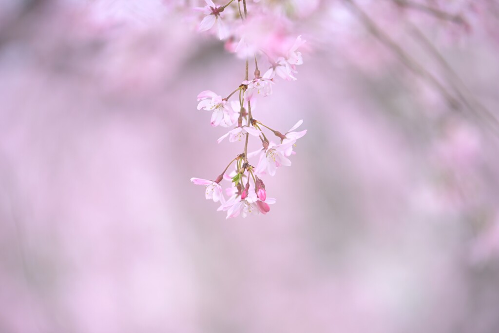 枝垂れ桜～御岳神社1