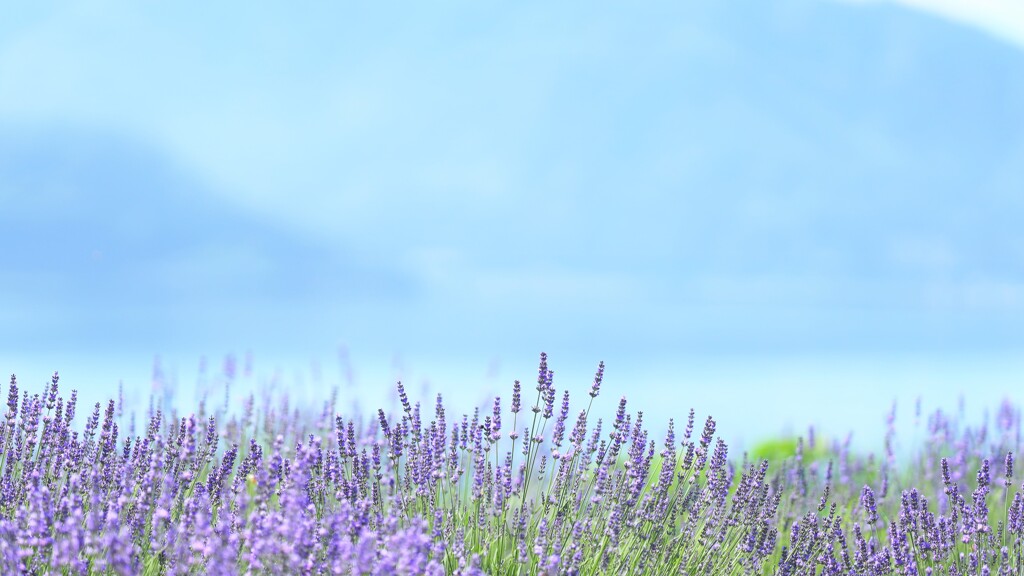 lavender