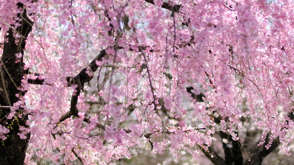 sidare sakura