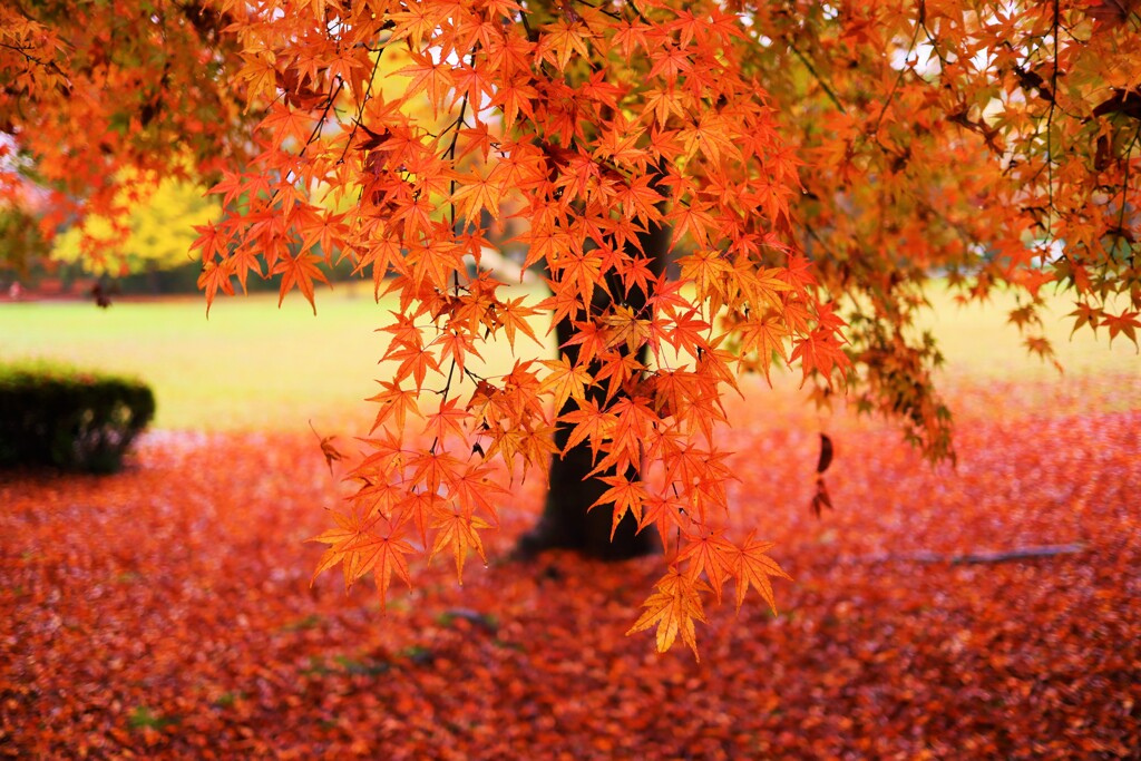 koyo koen momiji