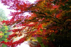 秋の軽井沢~雲場池 秋の軽井沢~雲場池