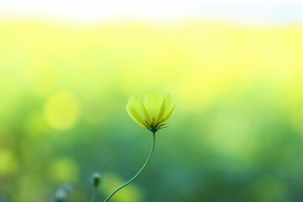 Lemon bright