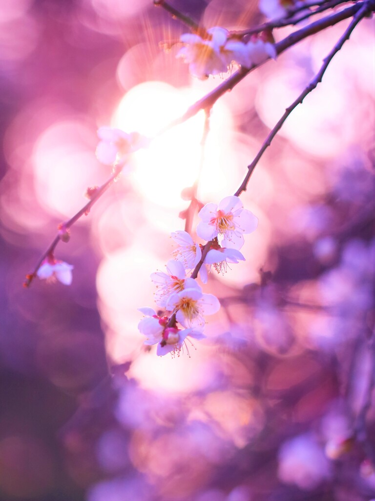 ume
