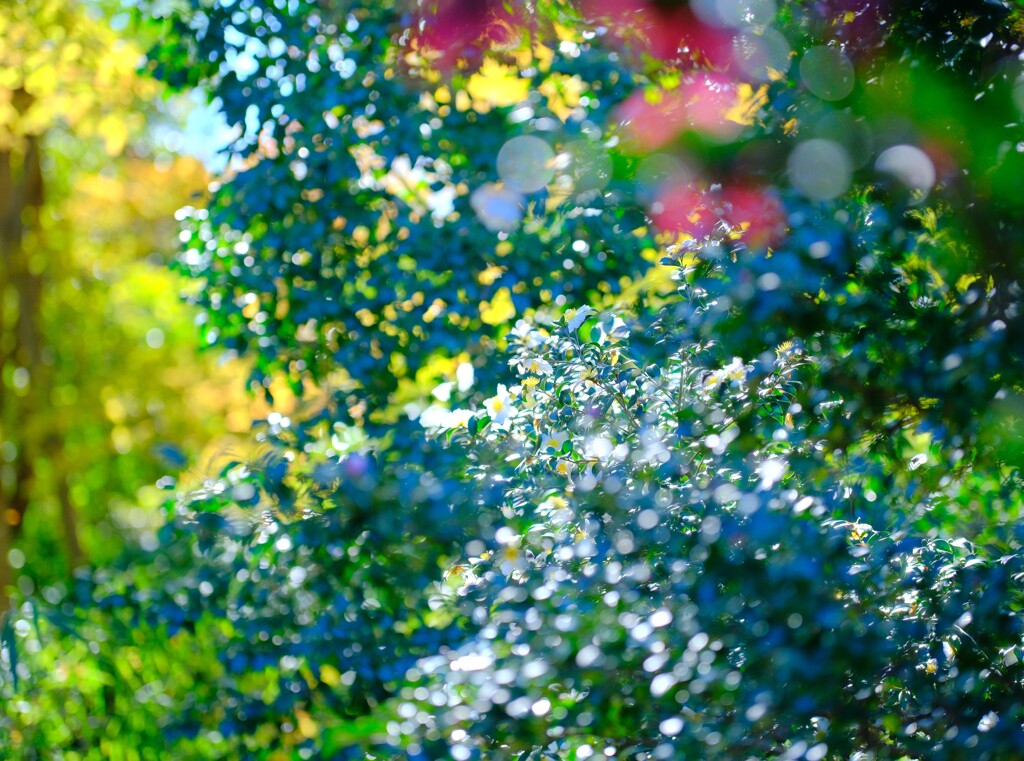 山茶花～神代植物公園2