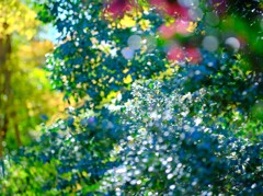 山茶花～神代植物公園2