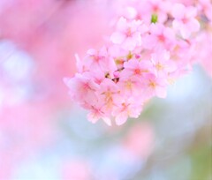 白子桜まつり