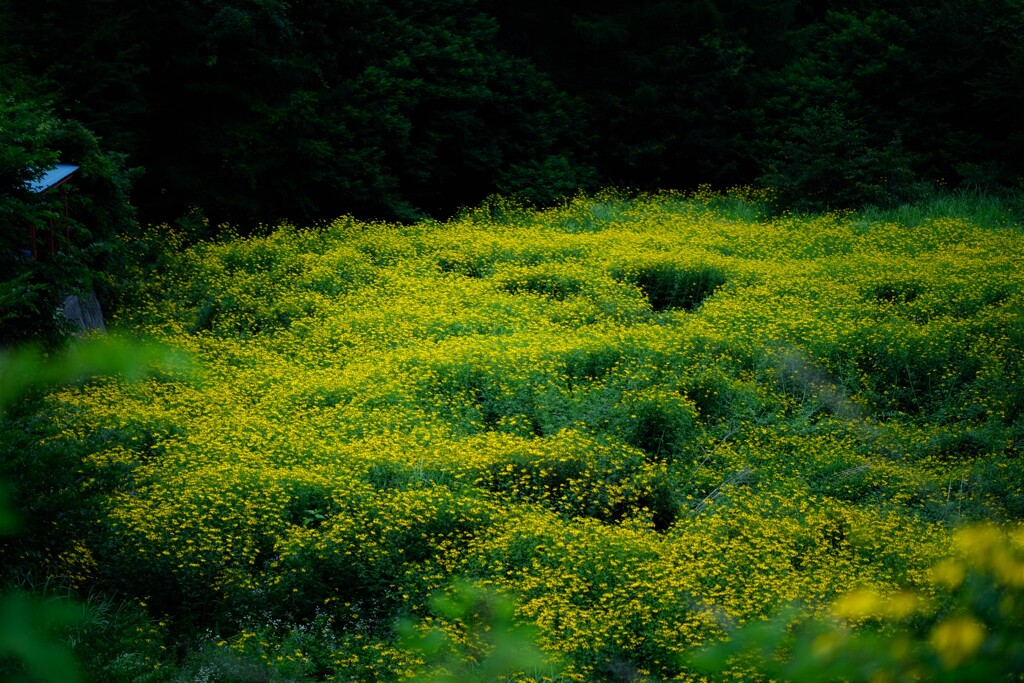 yellow garden