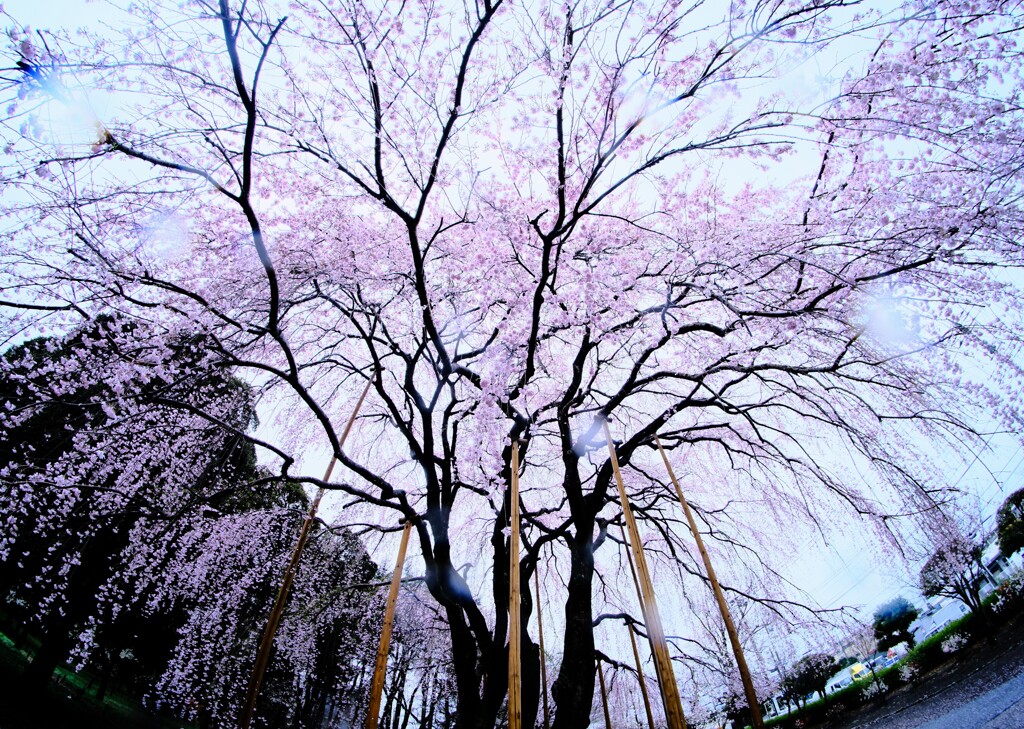 雨の枝垂れ桜～みずほエコパーク2