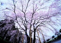 雨の枝垂れ桜～みずほエコパーク2