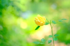 黄薔薇～軽井沢レイクガーデン