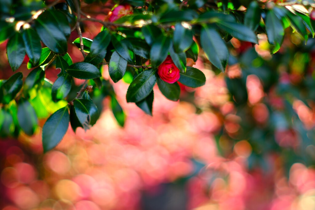 昭和記念公園の冬～サザンカ4