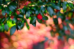 昭和記念公園の冬～サザンカ4