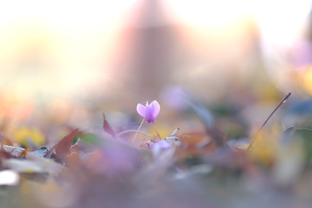 みずほエコパーク9～原種シクラメン(咲き始め)