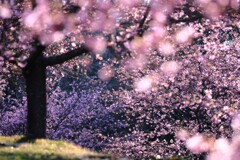 河津桜～おおいゆめの里2