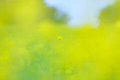 レモンブライト～昭和記念公園3-1