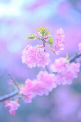 雨の河津桜3