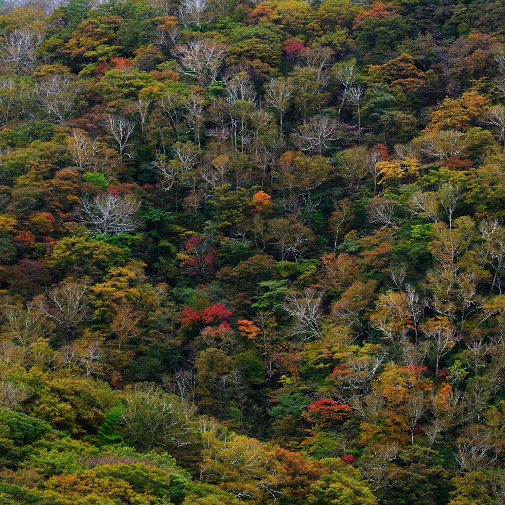 赤城広場駐車場からの紅葉
