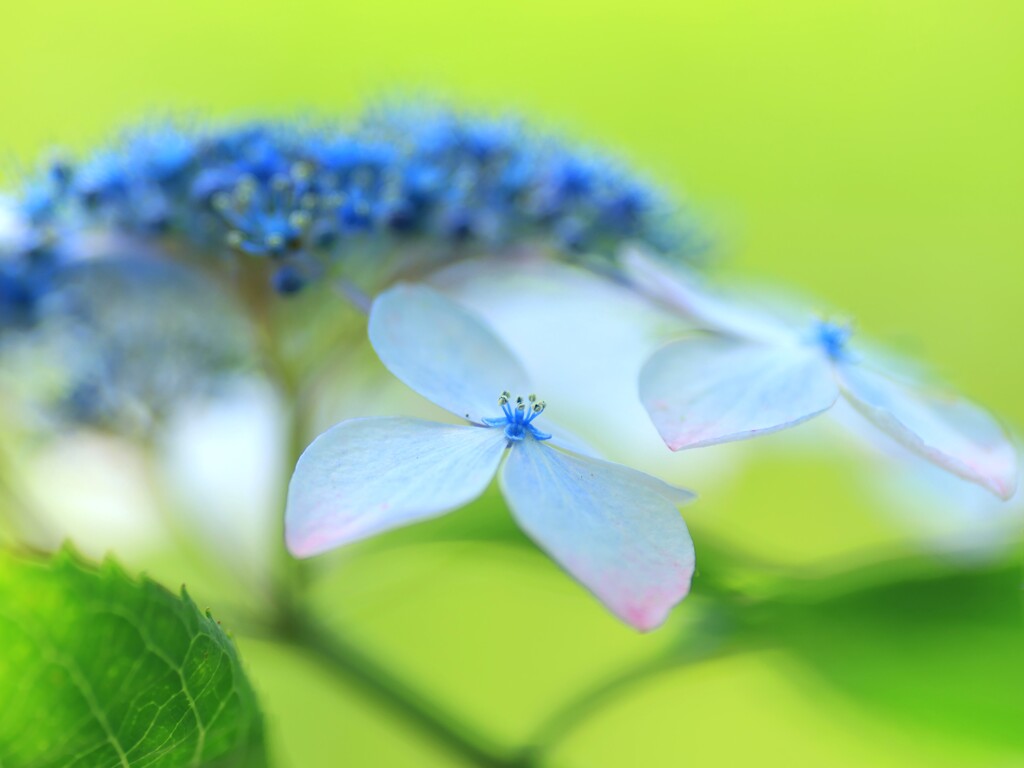 紫陽花～府中市郷土の森博物館8