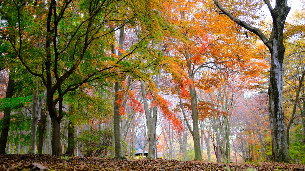 森の紅葉～赤城自然園4