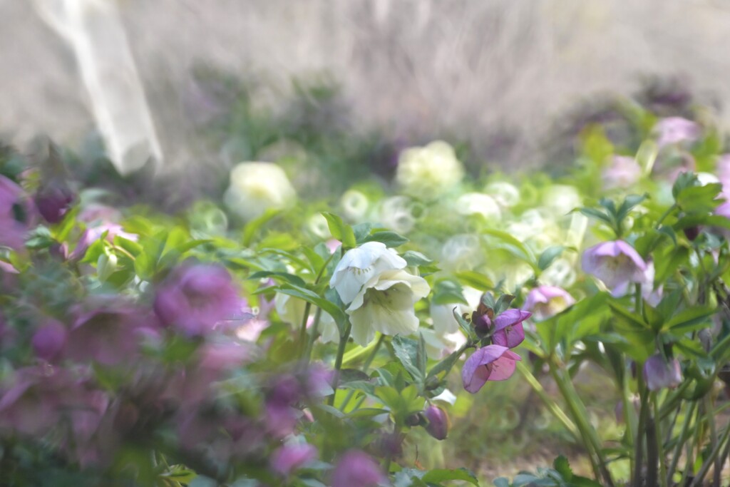 クリスマスローズ～森林公園