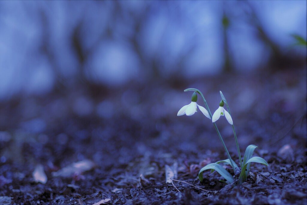 snowdrop