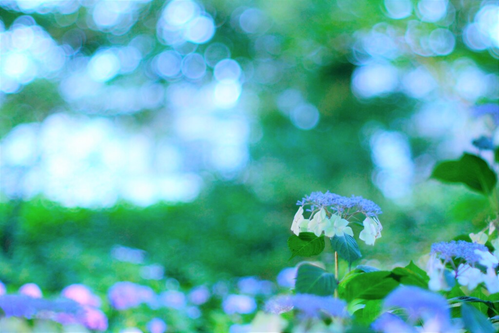 夜紫陽花～小平あじさい公園