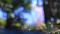 原種シクラメン～昭和記念公園
