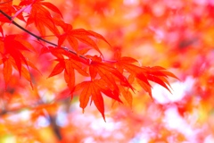 autumn leaves