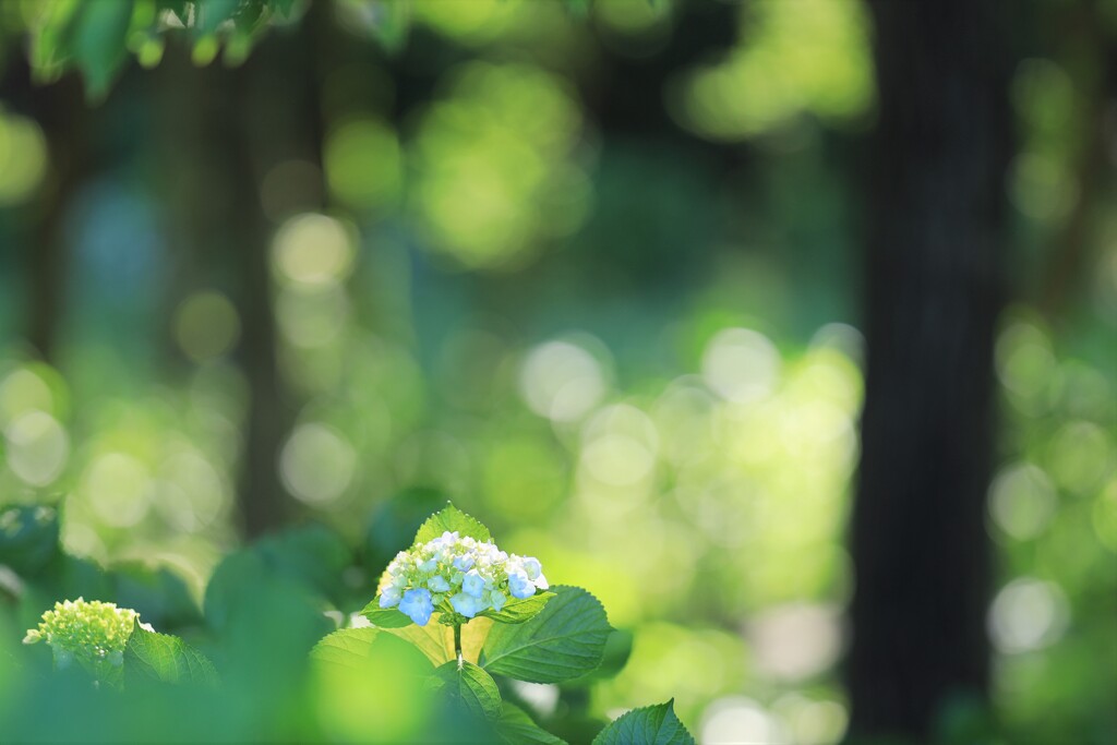 アジサイの丘～荻窪公園