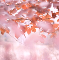 晩秋～稲荷山公園２