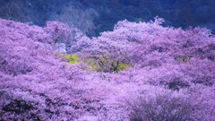 桜～松田山