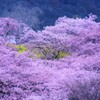 桜～松田山